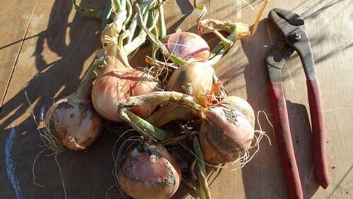 Egyptian walking tree onions (red)