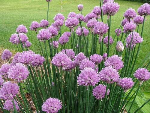 Chives - Standard - 31RG