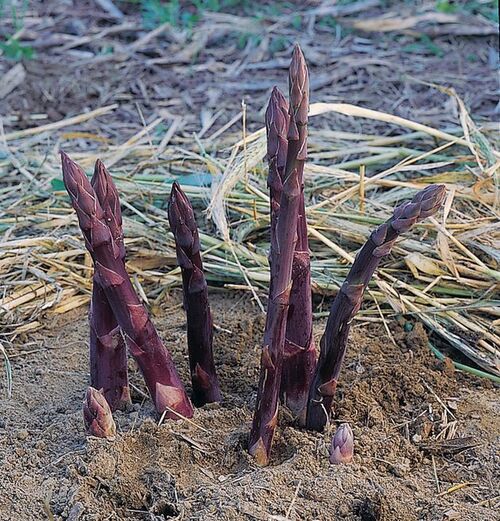 Asparagus - Pacific Purple - 82RW