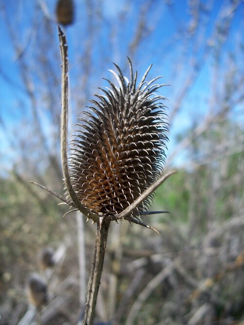 Teasel - 7RG