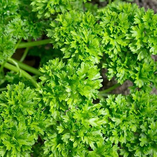 Curly Leaf Parsley - 88RW