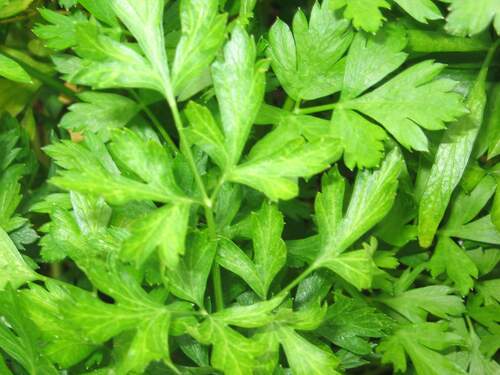 Parsley - Italian or flat leaf - 72RW