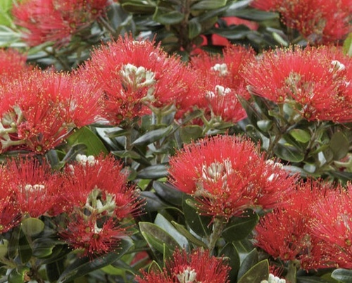 Pohutukawa - Metrosideros exselsa - 110CMK