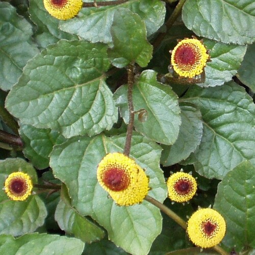 Spilanthes - 71RW