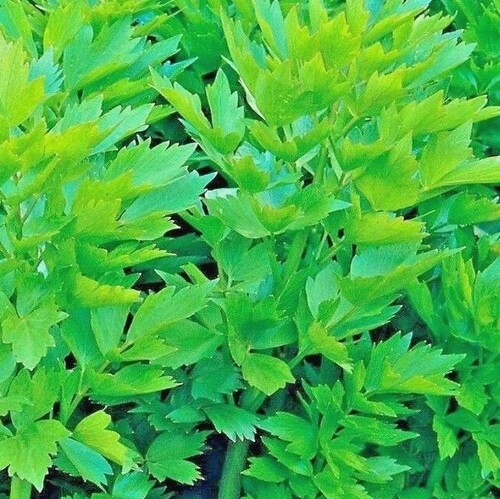 Lovage - 165RG