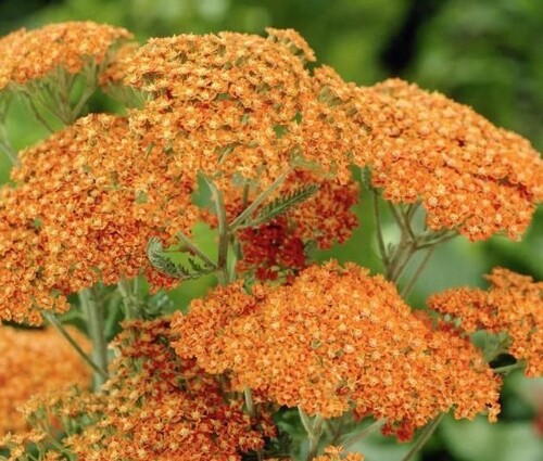 Yarrow - Terractta - 238SPH