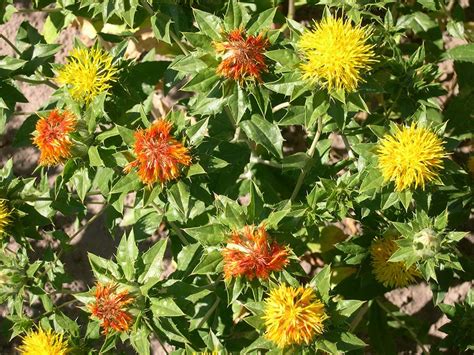 Safflower - 348RS