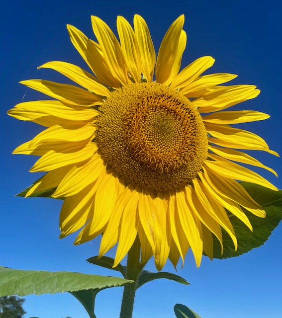 Sunflower - Branching - 291CMK