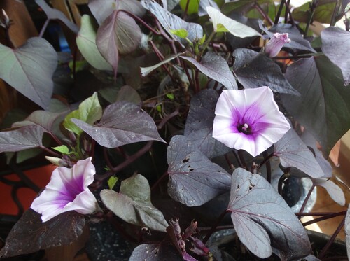 Ipomoea batatas - Camote