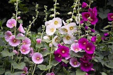 Hollyhock - Mixed colours - 248CMK