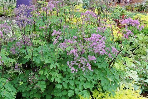 Meadow Rue - SPH