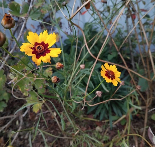 Tickseed, Coreopsis - 334SS