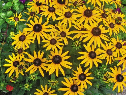 Rudbeckia - Little Goldstar - 336CMK