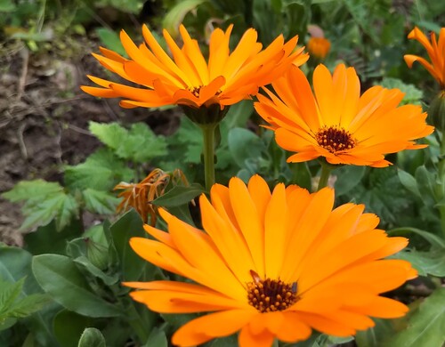 Calenduleae - orange - 297RS