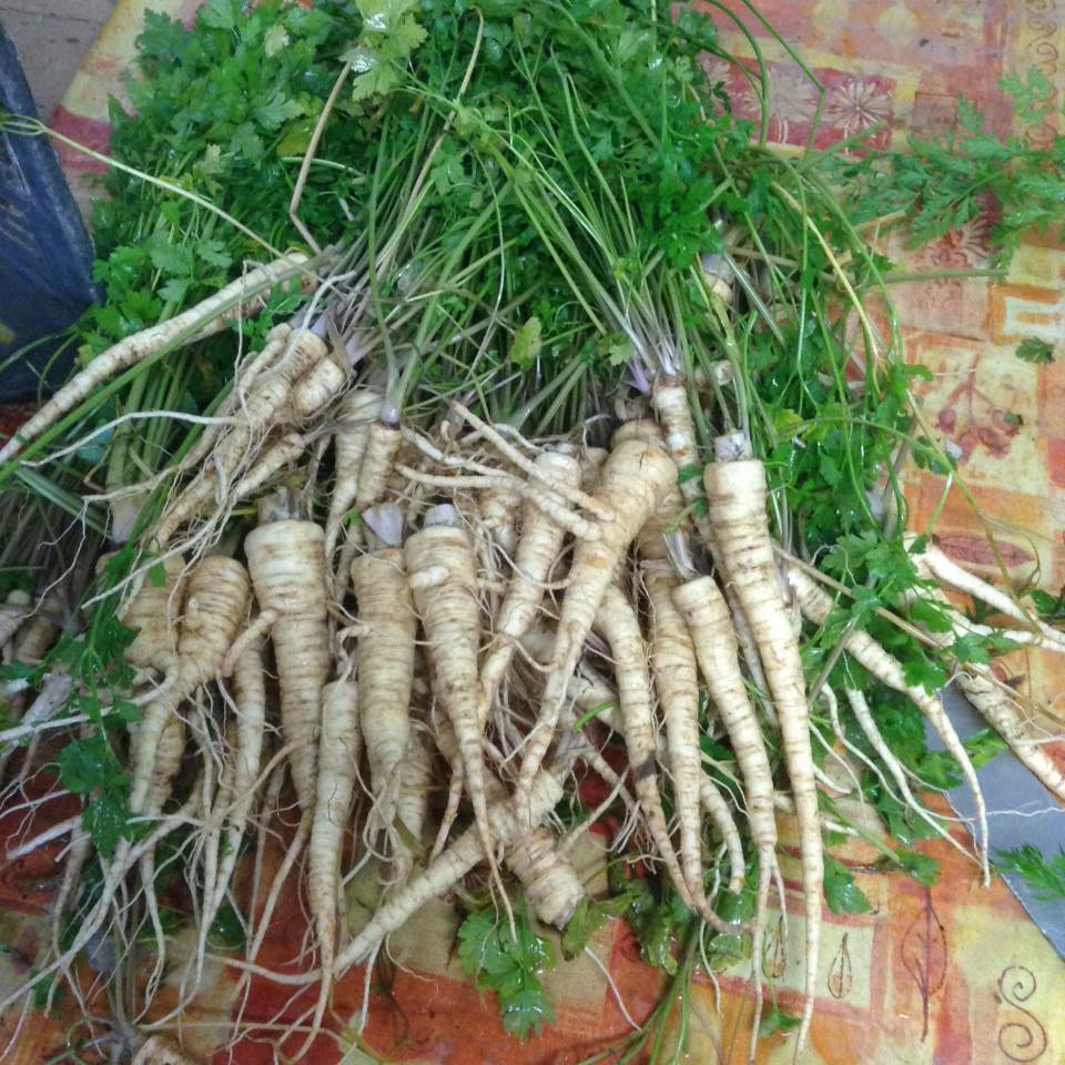 Hamberg root parsley - 329RW
