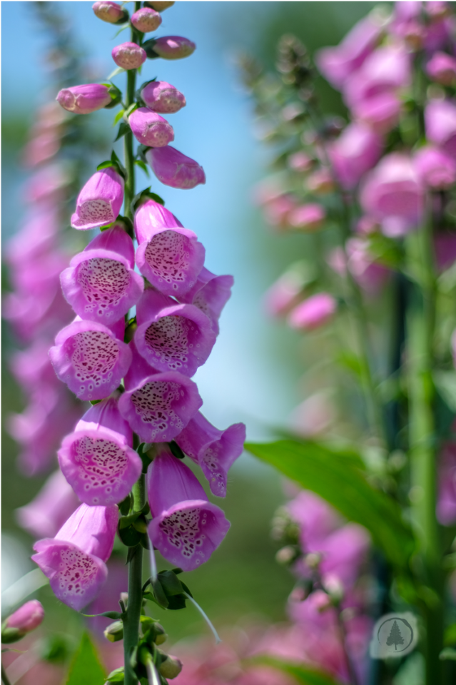 Foxglove - Pink - 158SPH