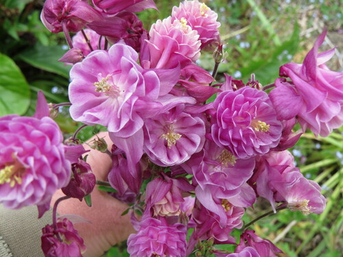 Aquilegia - columbine - pink double - 285RS