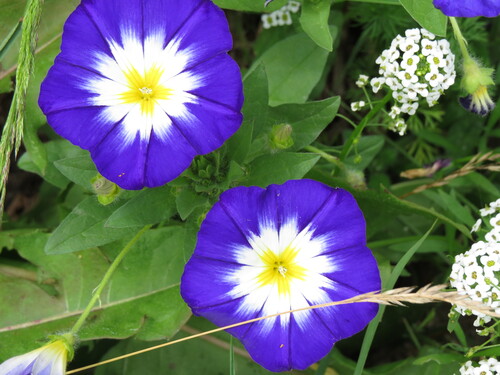 Morning Glory - Miniature - 280RS