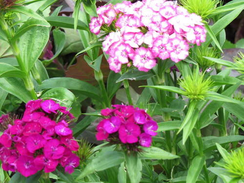 Sweet William - 277RS