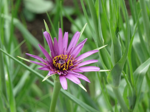 salsify - 290RS