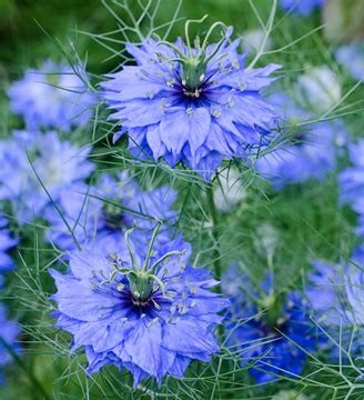 Nigella sativa - 71RS