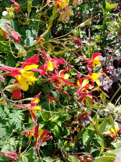 Aquilegia - Mixed colours - 298SPH