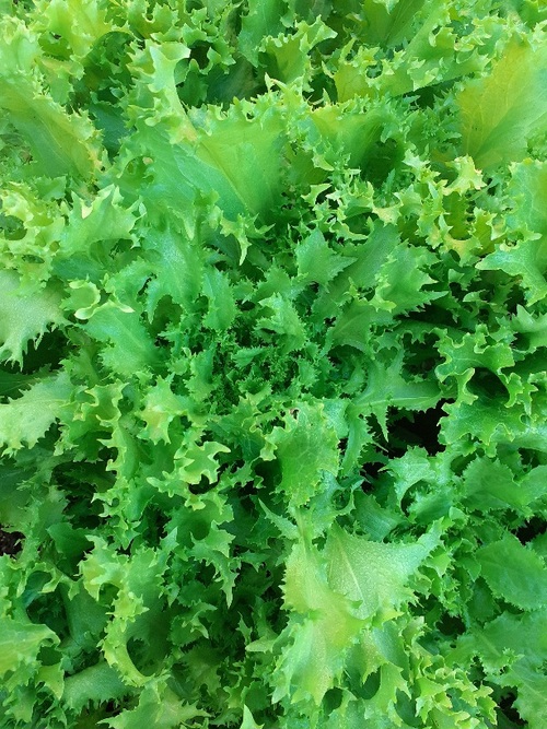 Endive Curly - Frisée - 306SS