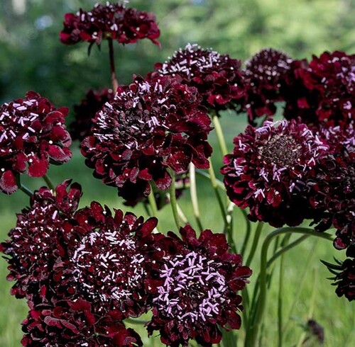 Scabiosa - black - 343RS