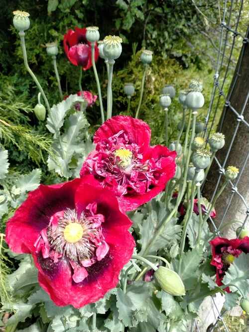 Poppy - Papaver - 288SPH