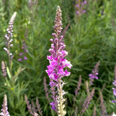 Lunara - Purple Toadflax - 311SPH