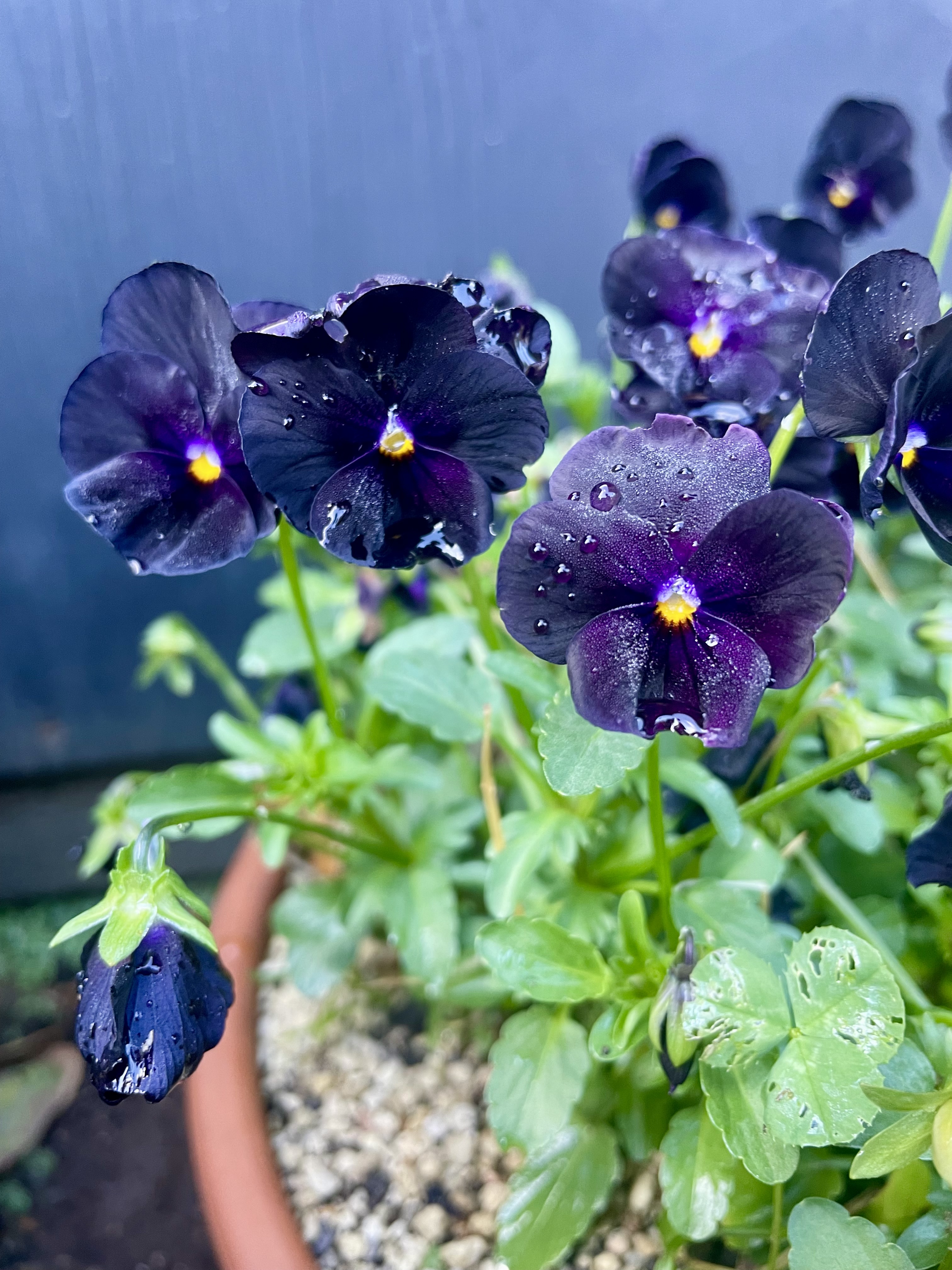 Viola - Black Delight -