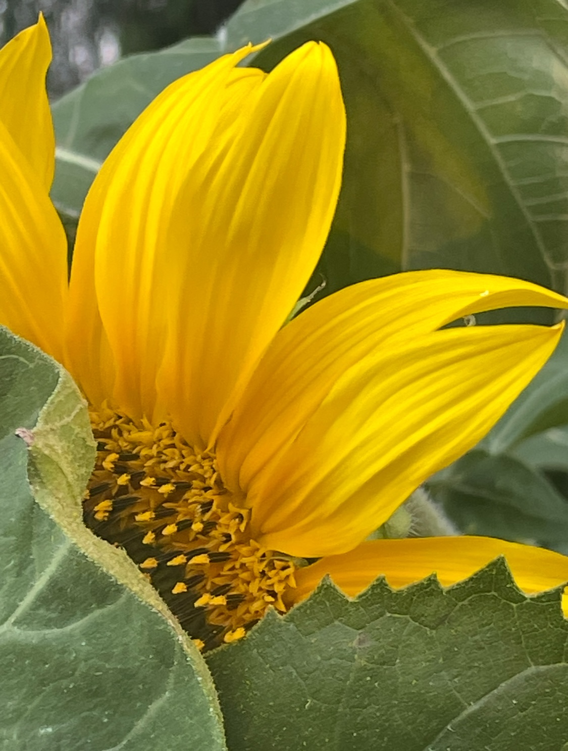 Sunflower - Branching - 291CMK