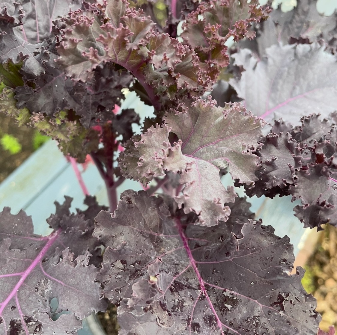 Kale - Purple - 371CMK