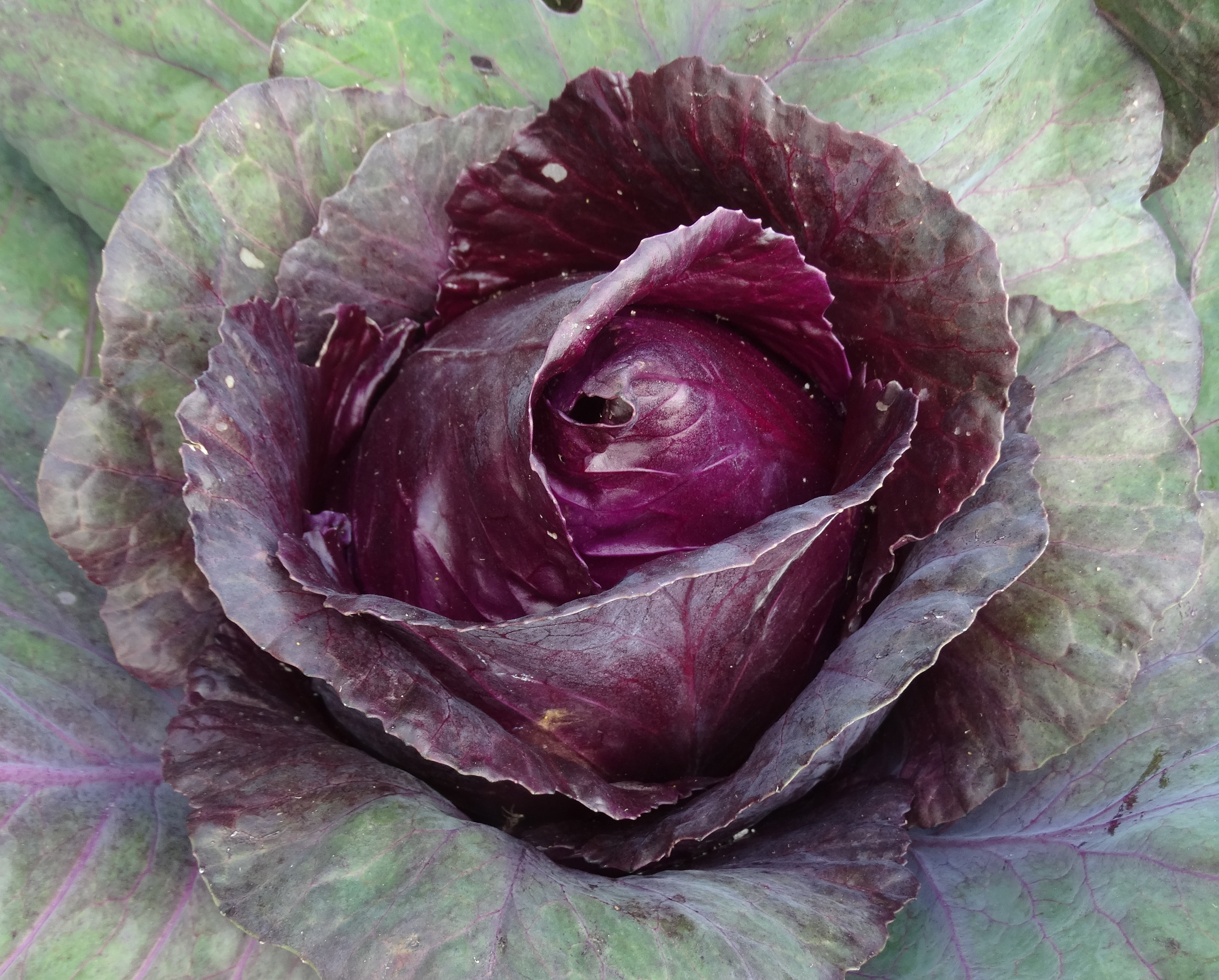 Cabbage - Kalibos - 118RW