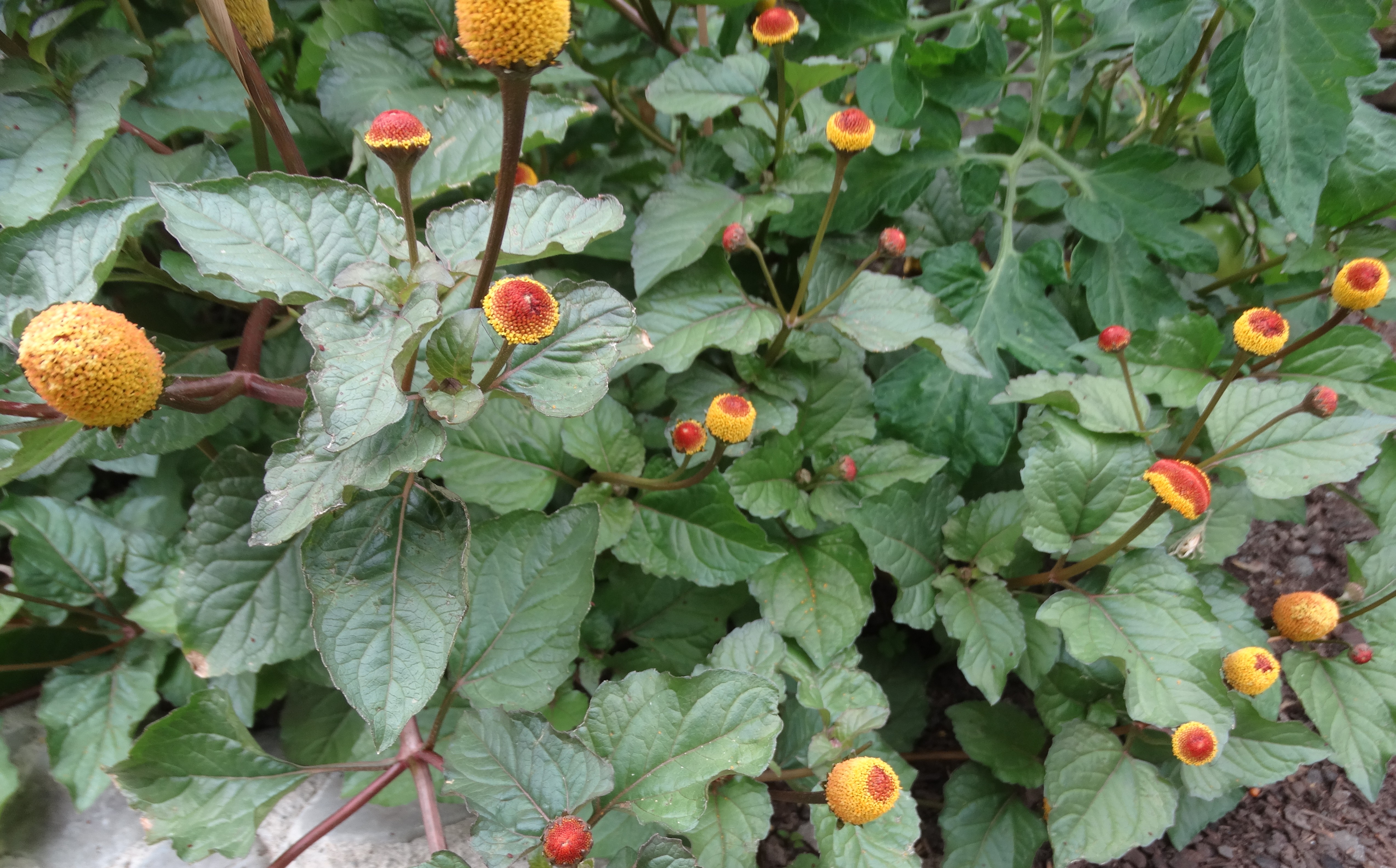 Spilanthes - 71RW