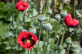 Poppies- mixed colours - 330SPH